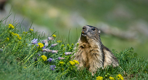 Trekking fotografico nel Parco Nazionale Gran Paradiso
