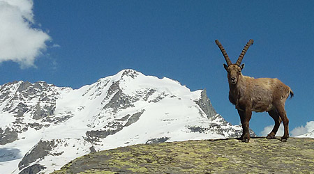 Giro del Cervino Trekking