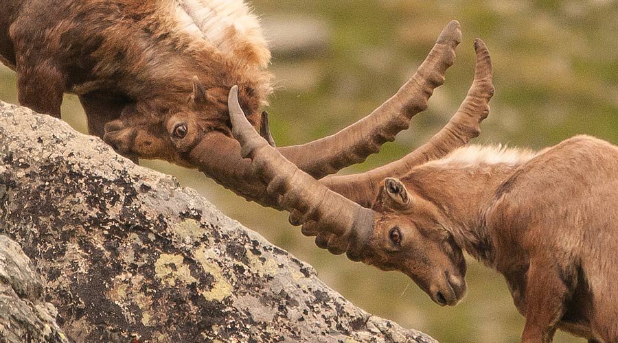 Gran Paradiso trekking